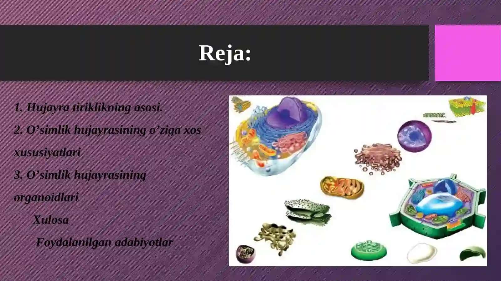 Hujayra tiriklikning asosi 2