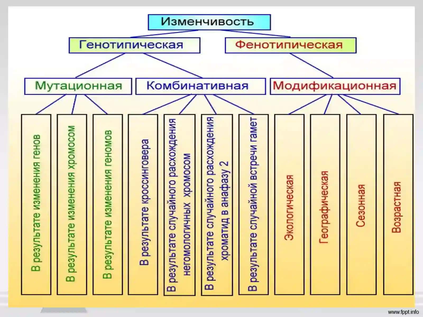 Мутационная изменчивость 2