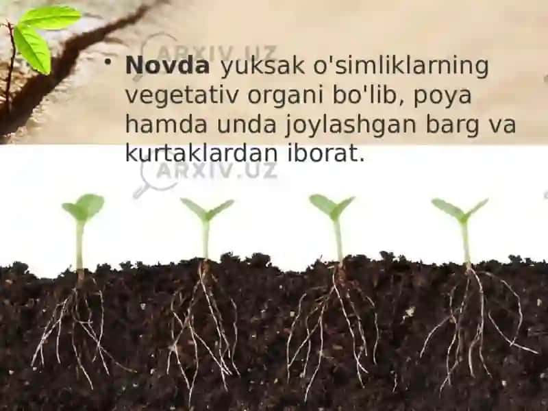 Oʻsimliklarningvegetativorganlari.Novda,barg.kurtak 2