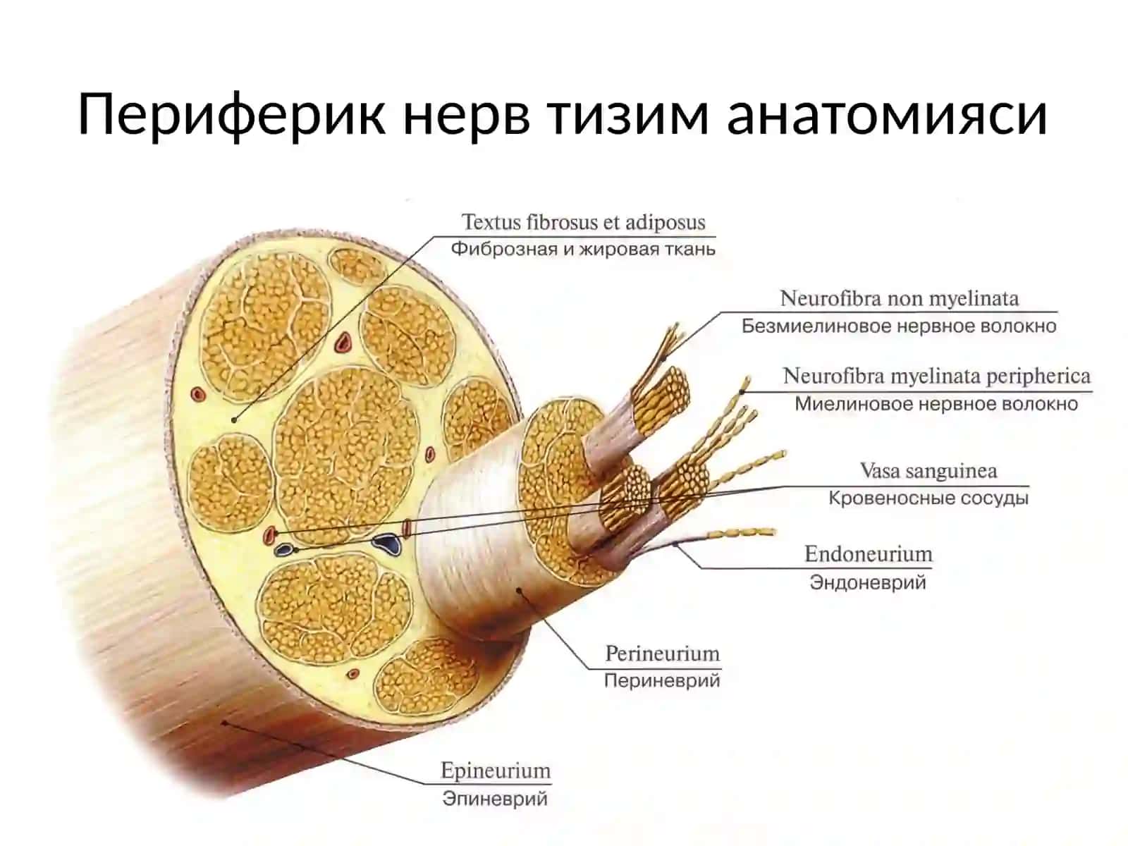 Периферик нервлар клиник анатомияси 2