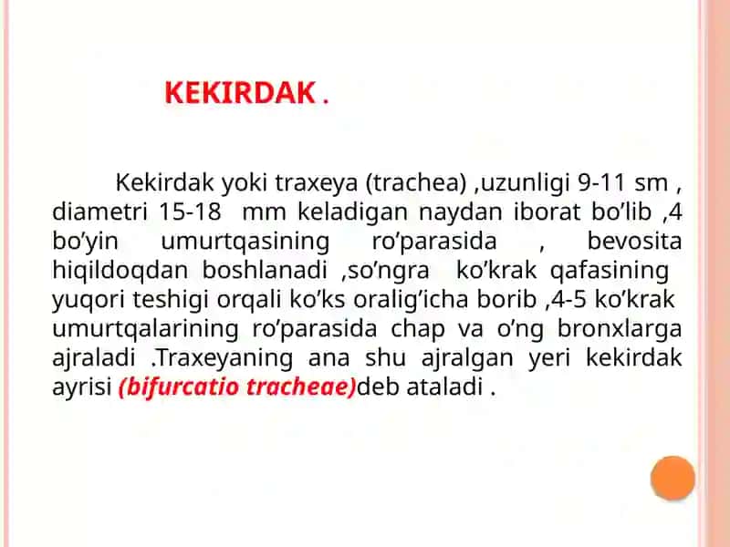 Kekirdak 2