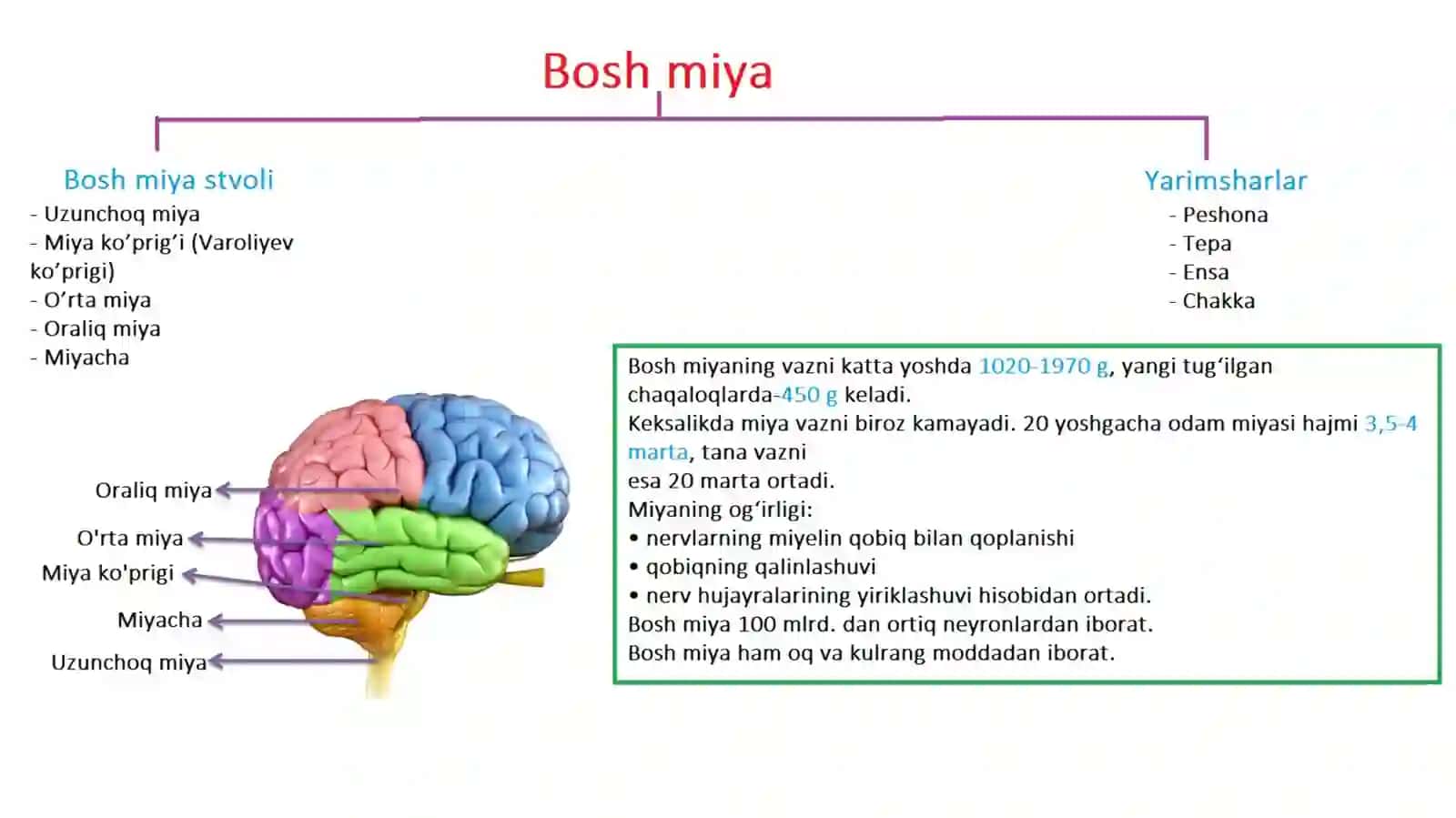 NERV SISTEMASI 2