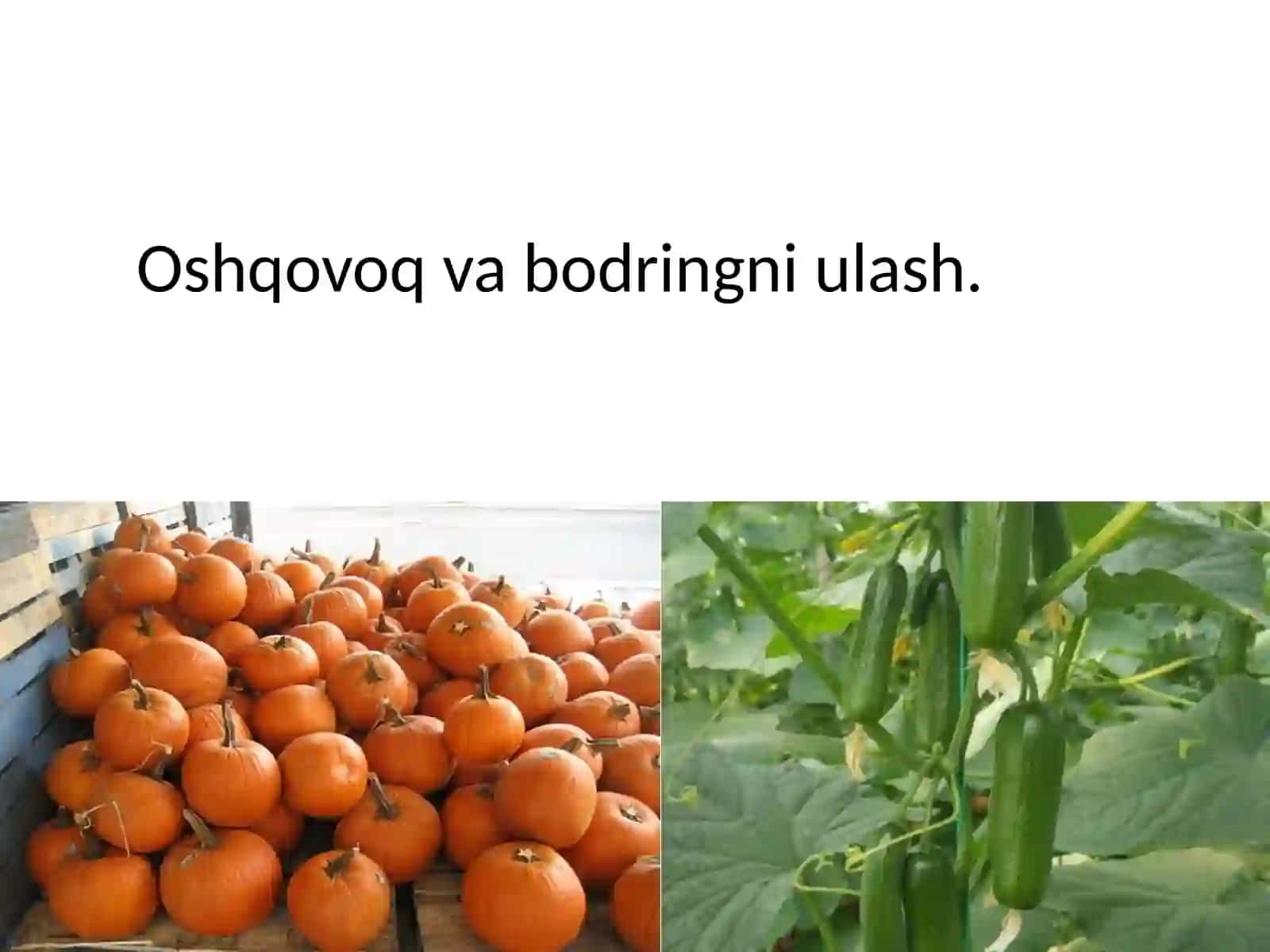 Biotexnalogiya yoʻnalishi 2