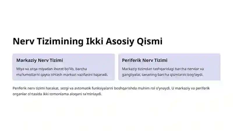 Periferik Nerv Tizimi: Tuzilishi va Funksiyalari 2