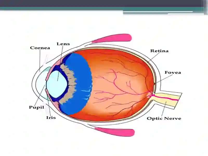 Шох парда (cornea) 2
