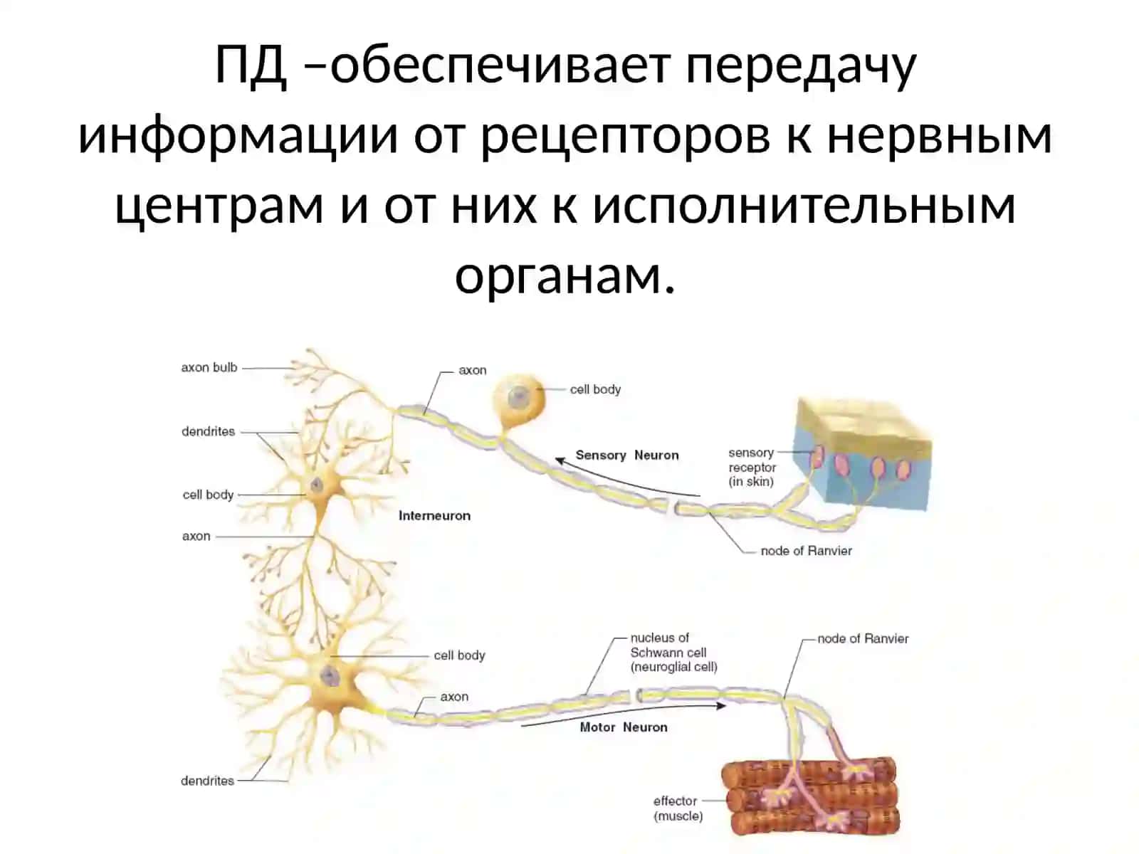 РАСПРОСТРАНЕНИЕ ВОЗБУЖДЕНИЯ 2