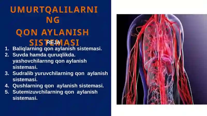 Umurtqalilarning Qon aylanish tizimi 2