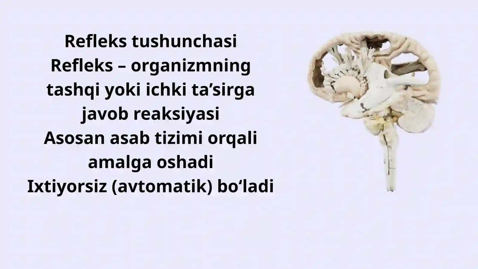 Orqa miya reflekslari 2