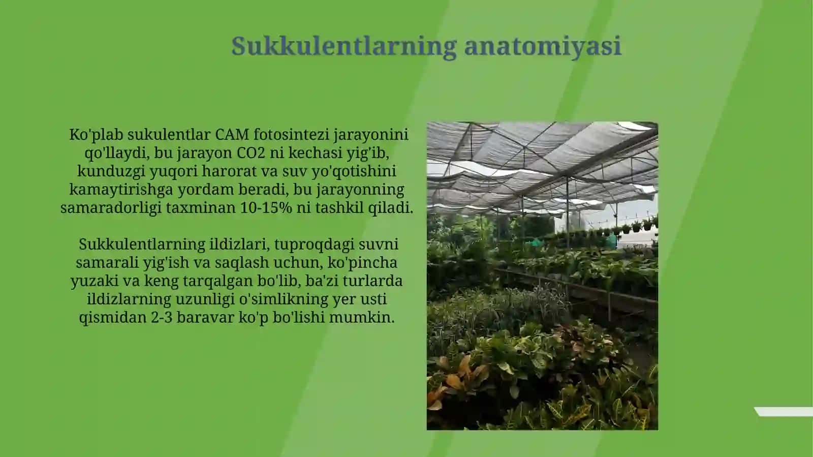Suvo‘tlarning sistematikasi 3