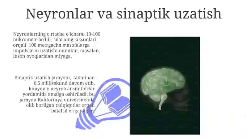 Neyronlar va sinaptik uzatish 3