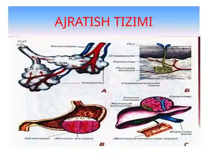 AJRATISH A’ZOLARI FIZIOLOGIYASI 3