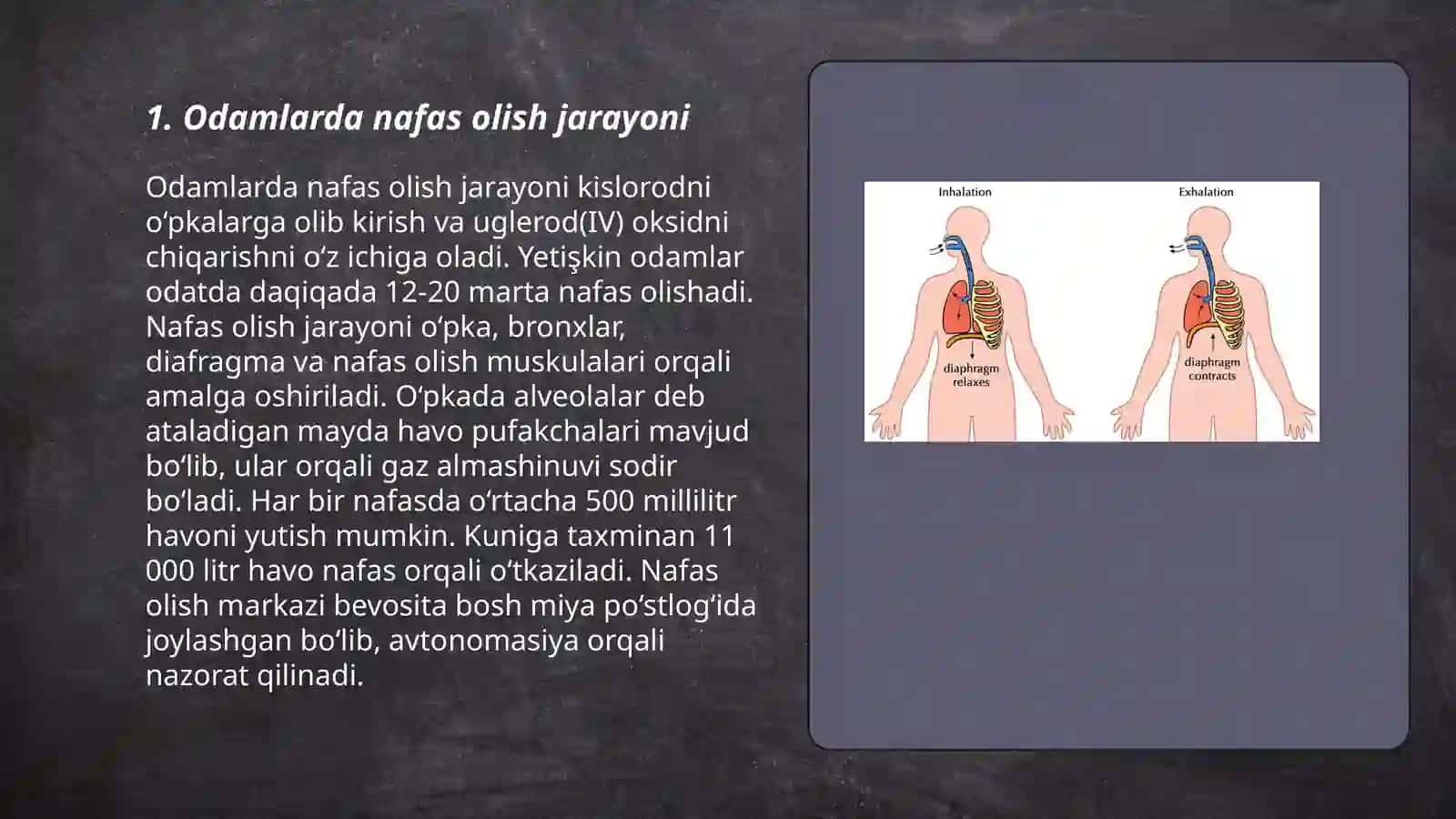 Odam va hayvonlarning nafas olishi 3