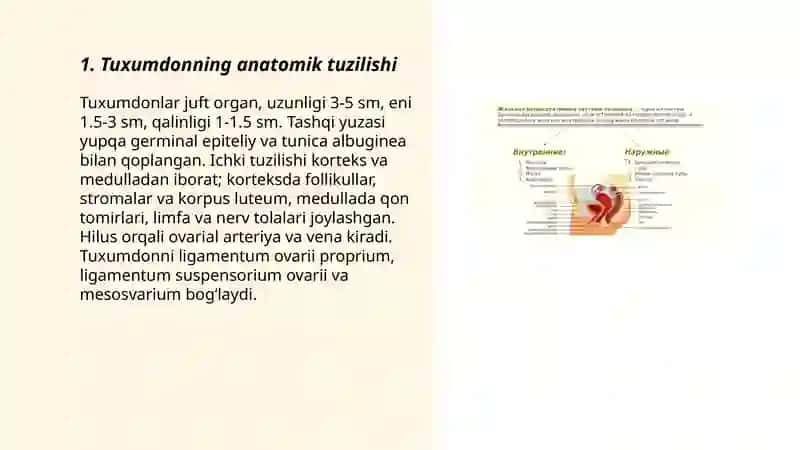Tuxumdonning anatomik tuzilishi 3