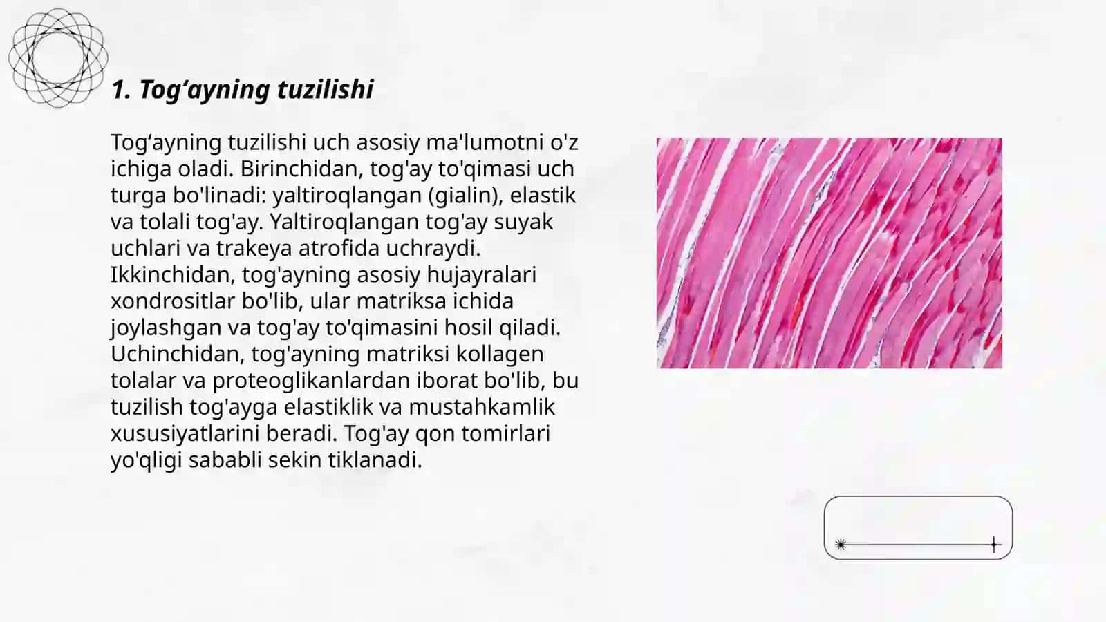 Togʻay va skelet toʻqimasi 3