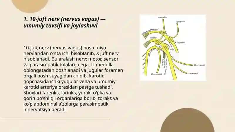 10-juft nerv anatomiyasi 3