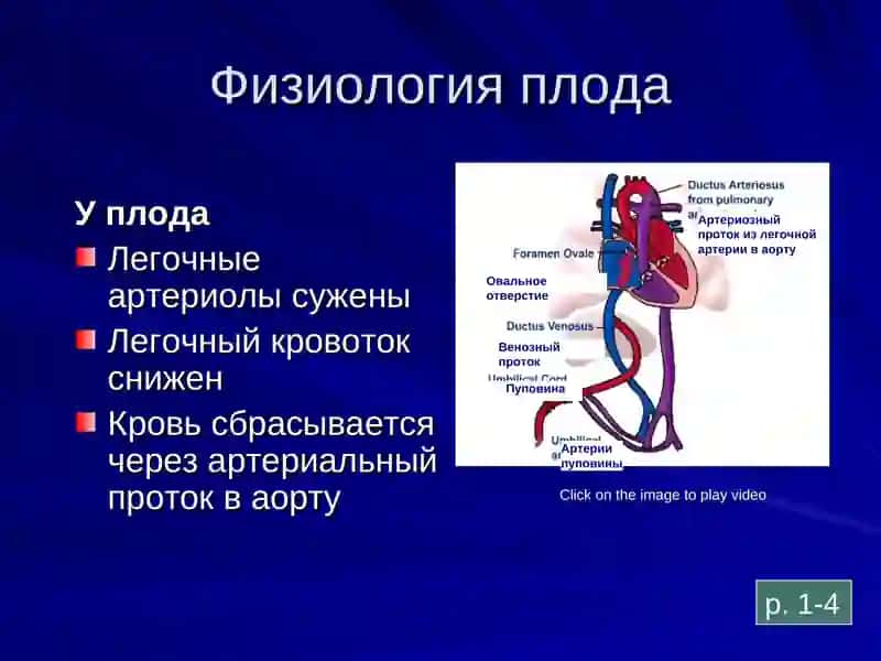 Развитие дыхательной системы внутриутробно 3