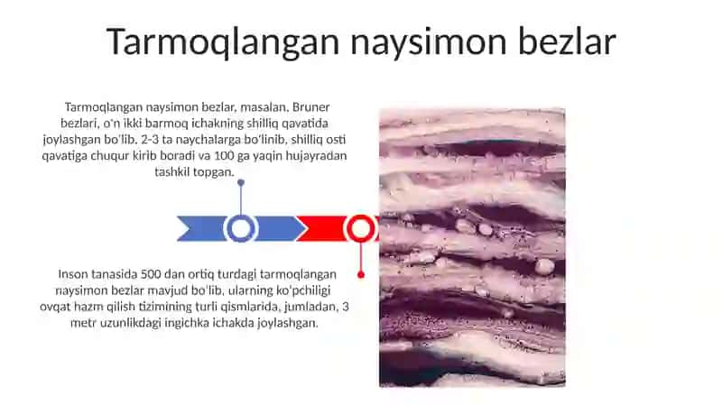 Tarmoqlangan naysimon bezlar 3