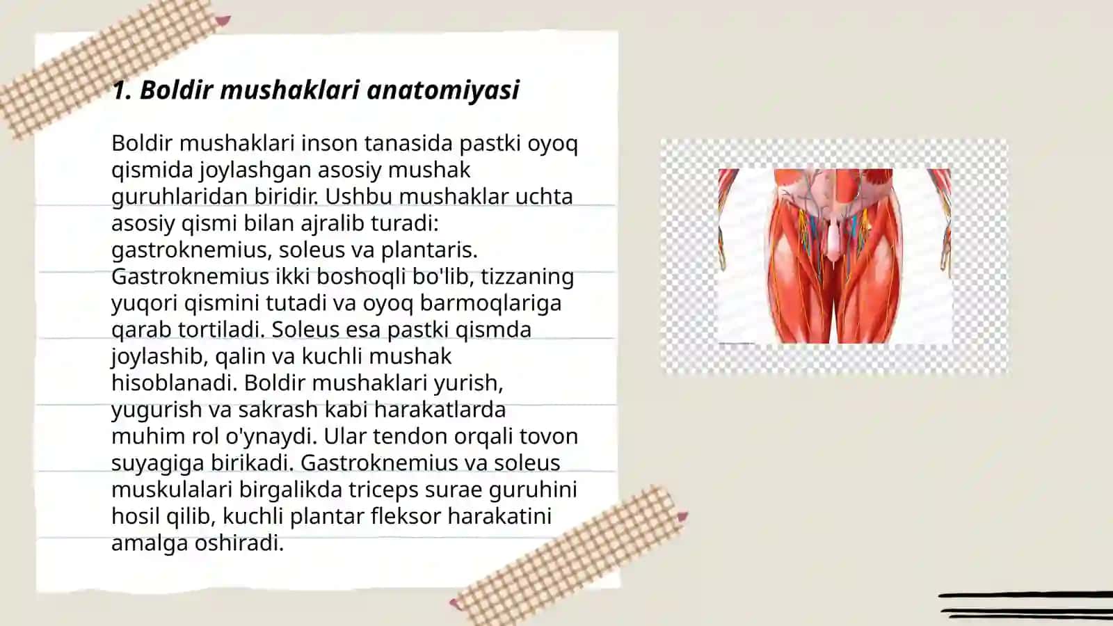 Boldir mushaklari anatomiyasi 3