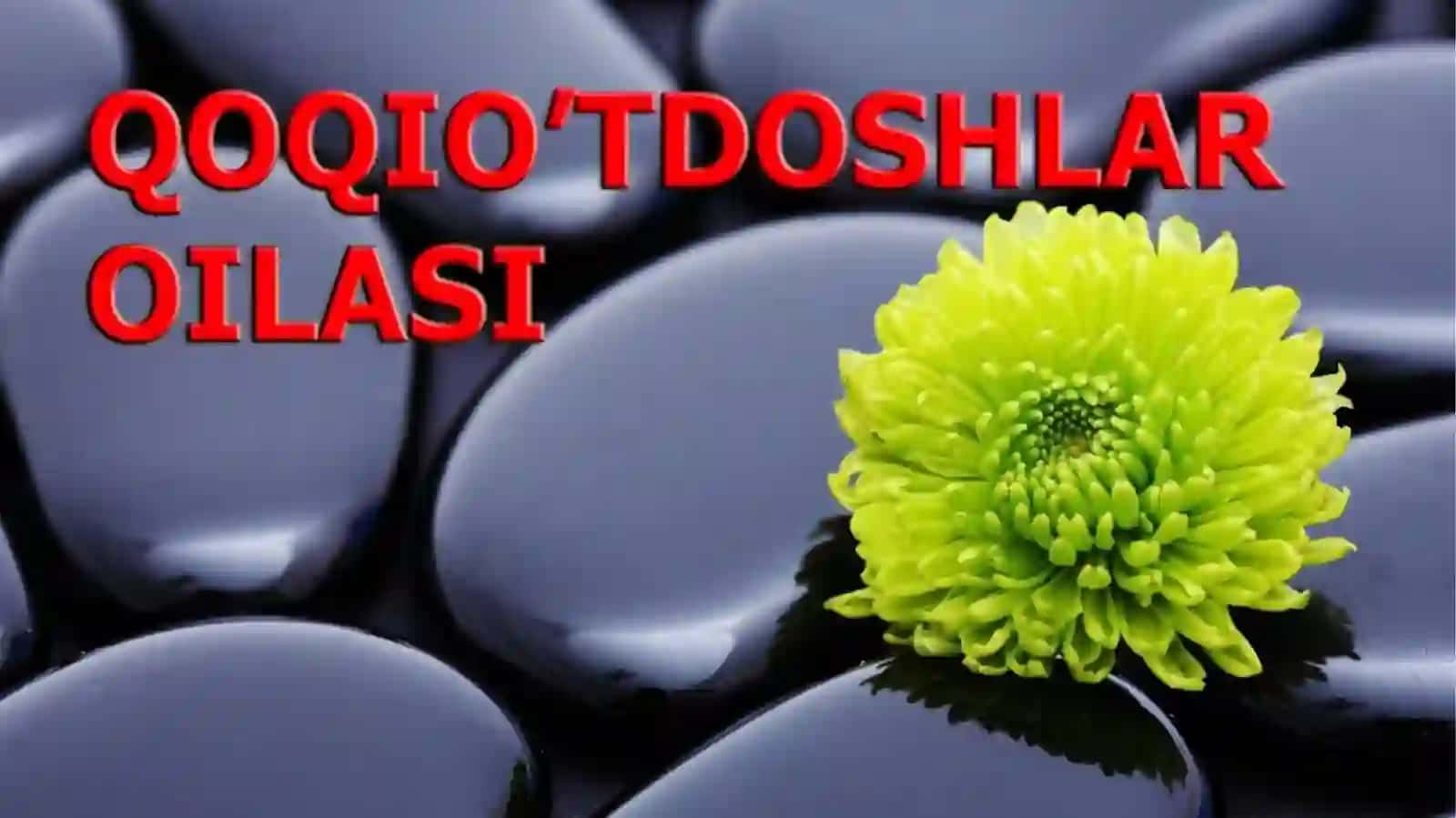 QOQIO’TDOSHLAR OILASI 3