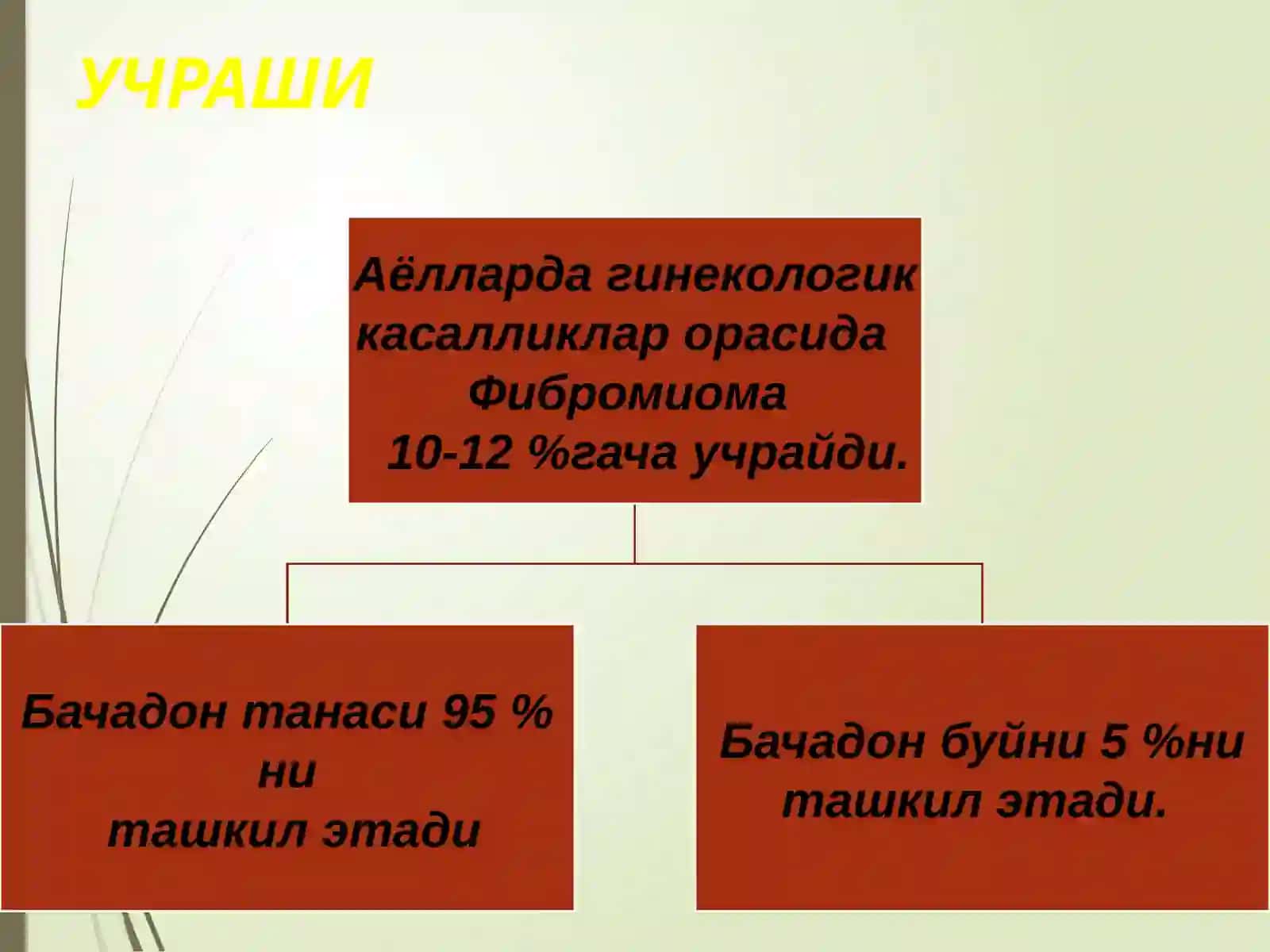 BACHADON MIOMASI 3
