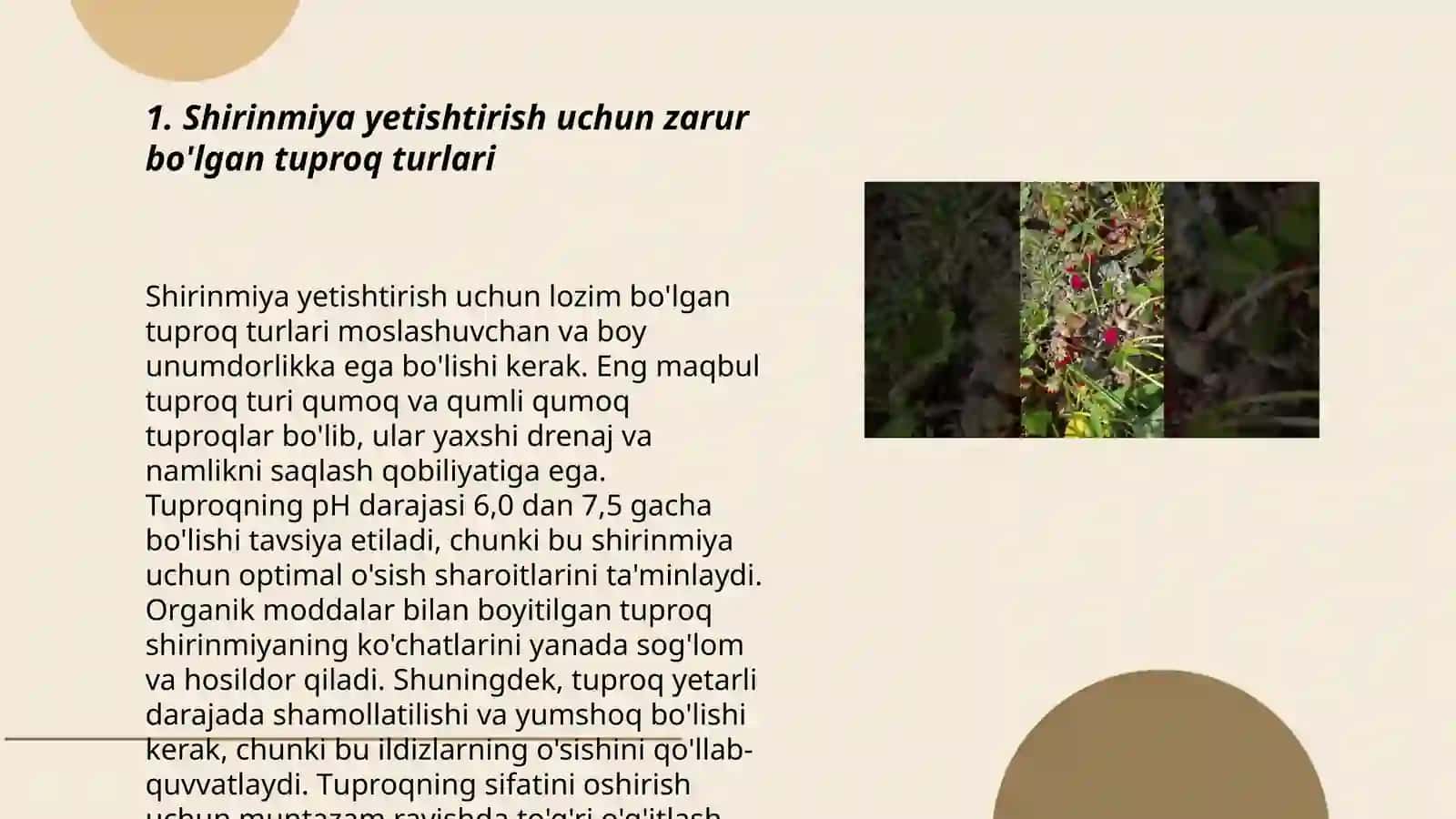 Shirinmiya yetishtirish texnalogiyasi 3