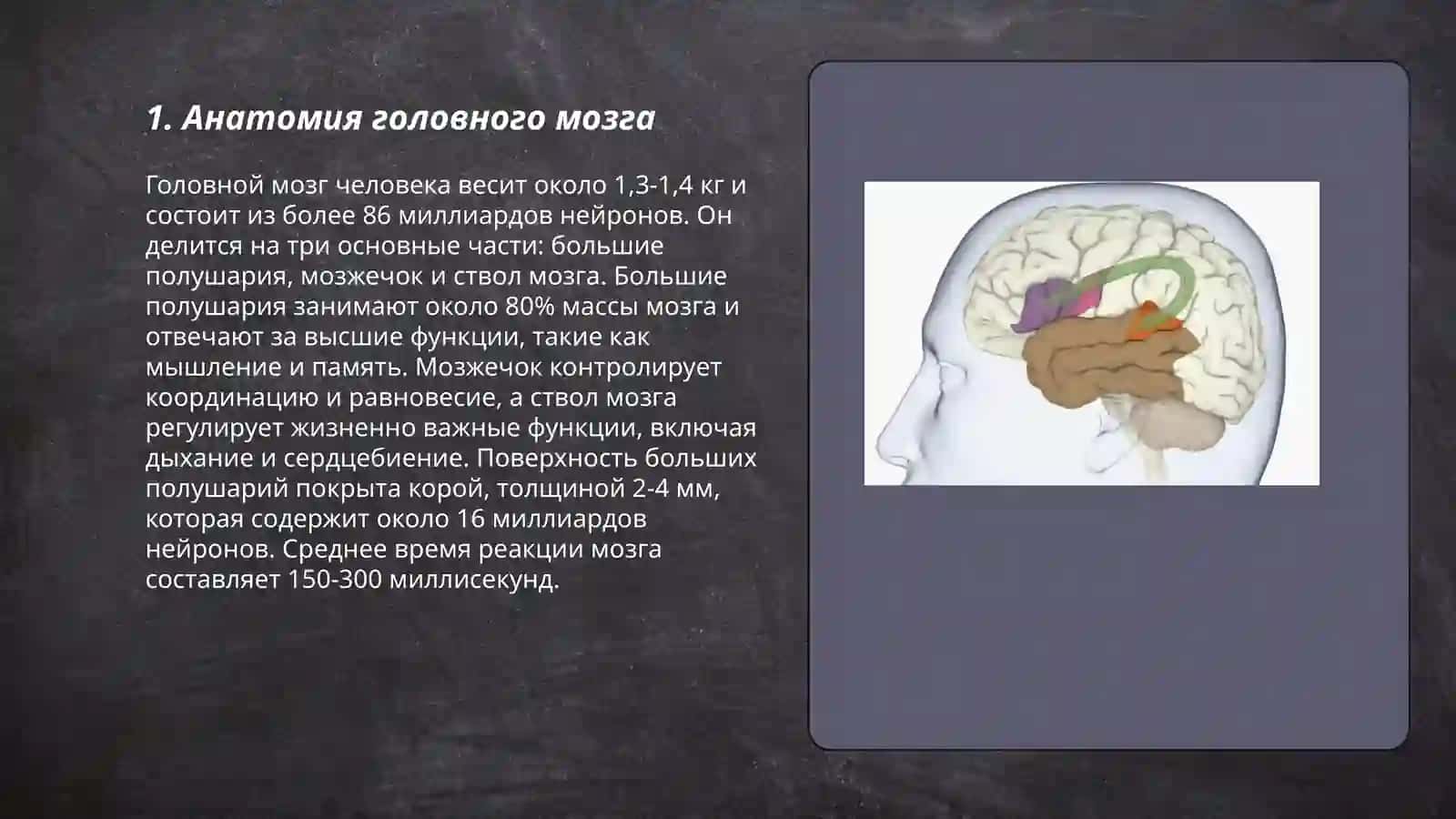 Головной мозг. Стили речи 3
