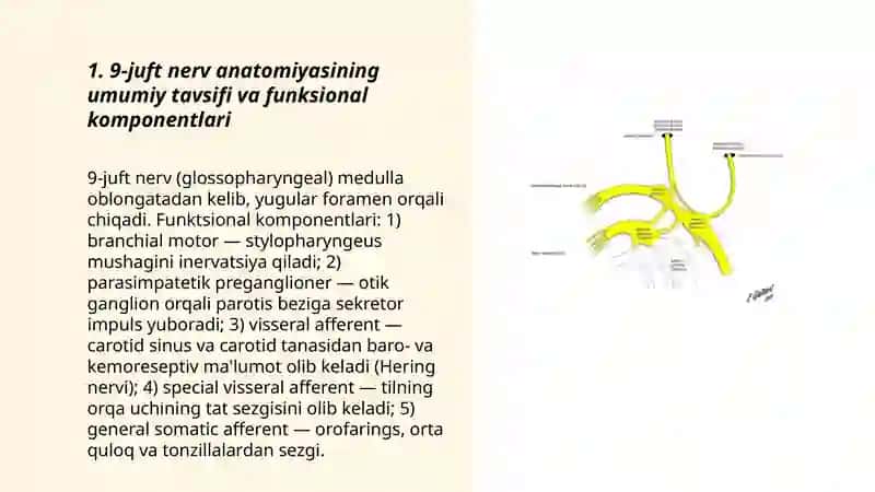 9-juft nerv anatomiyasi 3