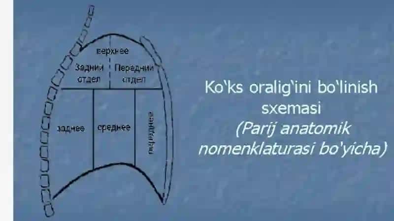Koʻks oraligʻi aʼzolari kilinik anatomiyasi va ulardagioperatsiyalar 3