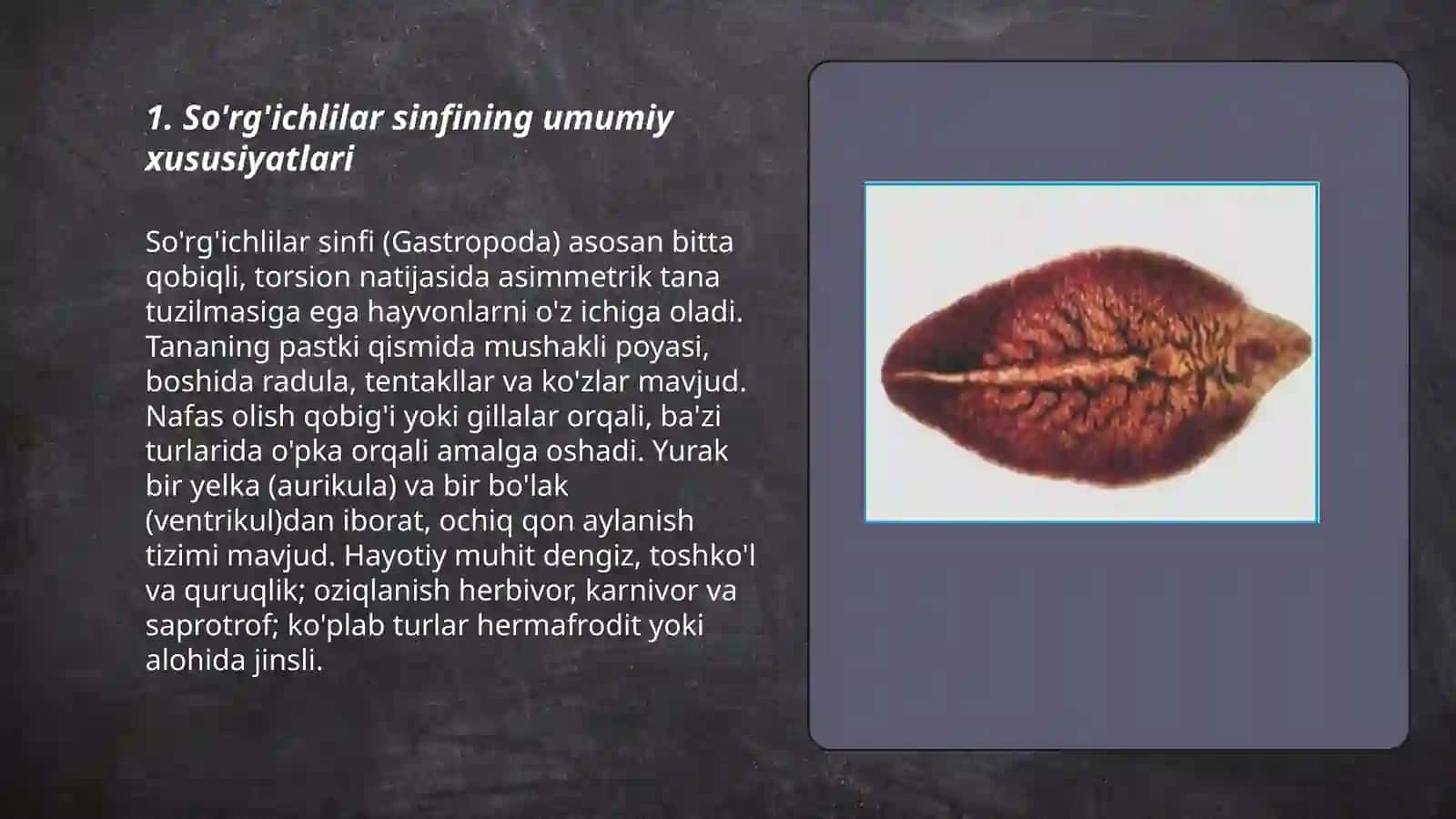 So'rg'ichlilar sinfi 3