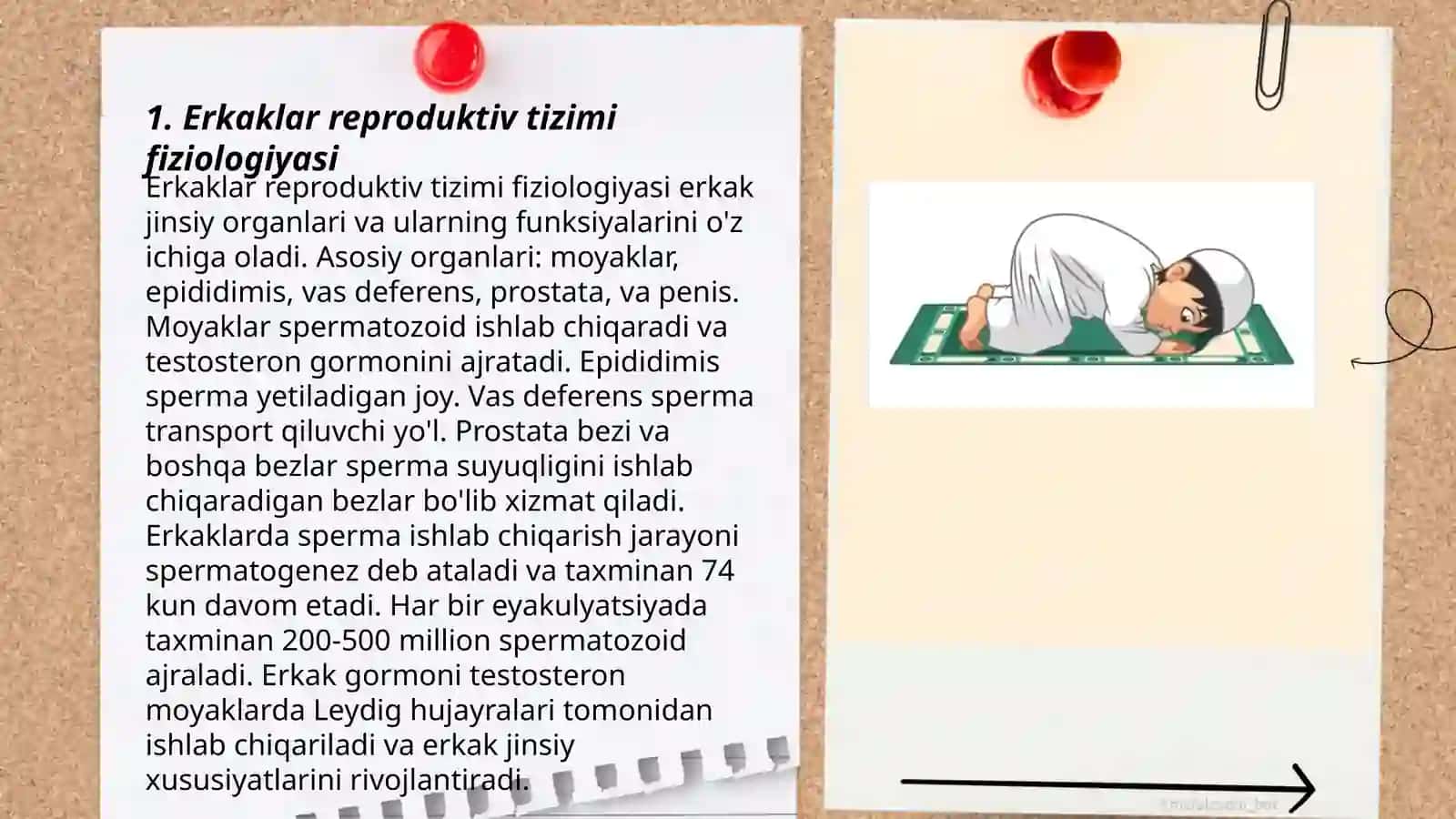 Erkaklar repraduktiv endokrinologiyasi 3