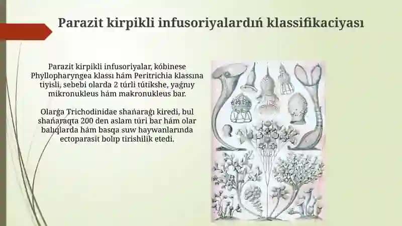 Parazit kirpikli infuzoriyalar 3