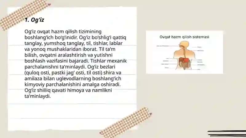 Ogʻiz ovqat hazm qilish tizimi 3