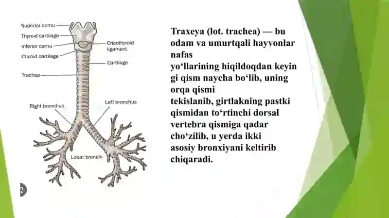 Traxeya, bronx va òpkaning anatom-fiziologik xususiyatlari 3
