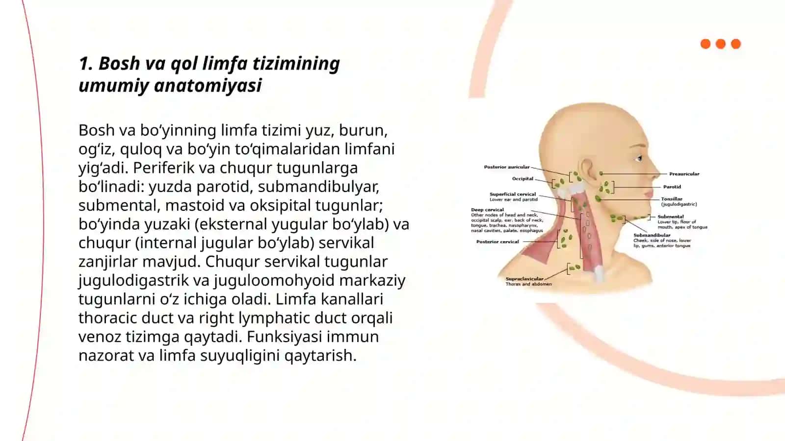 Bosh va qol limfa tizimi 3