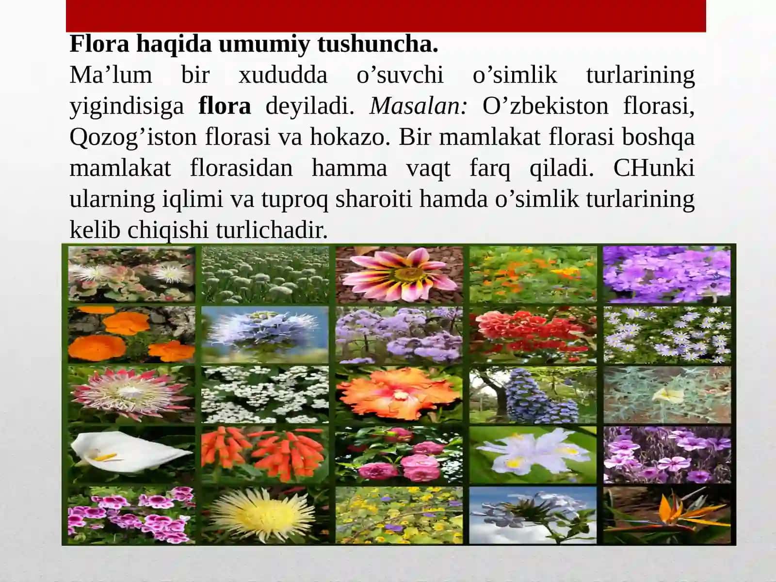 O‘simliklar florasi 3