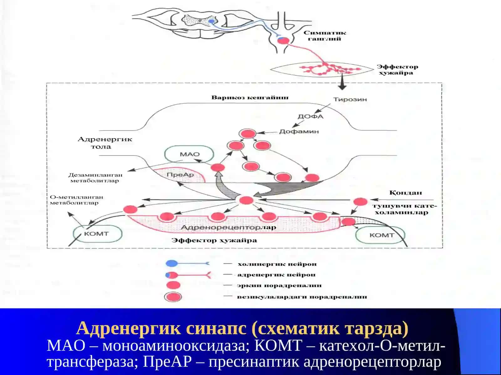 Адреномиметиклар. Симпатомиметиклар 3
