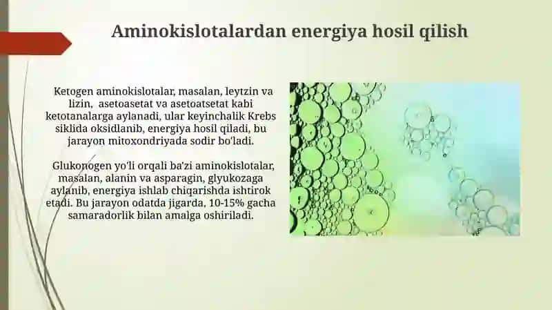Aminokislotalar alohida almashinuvi 3