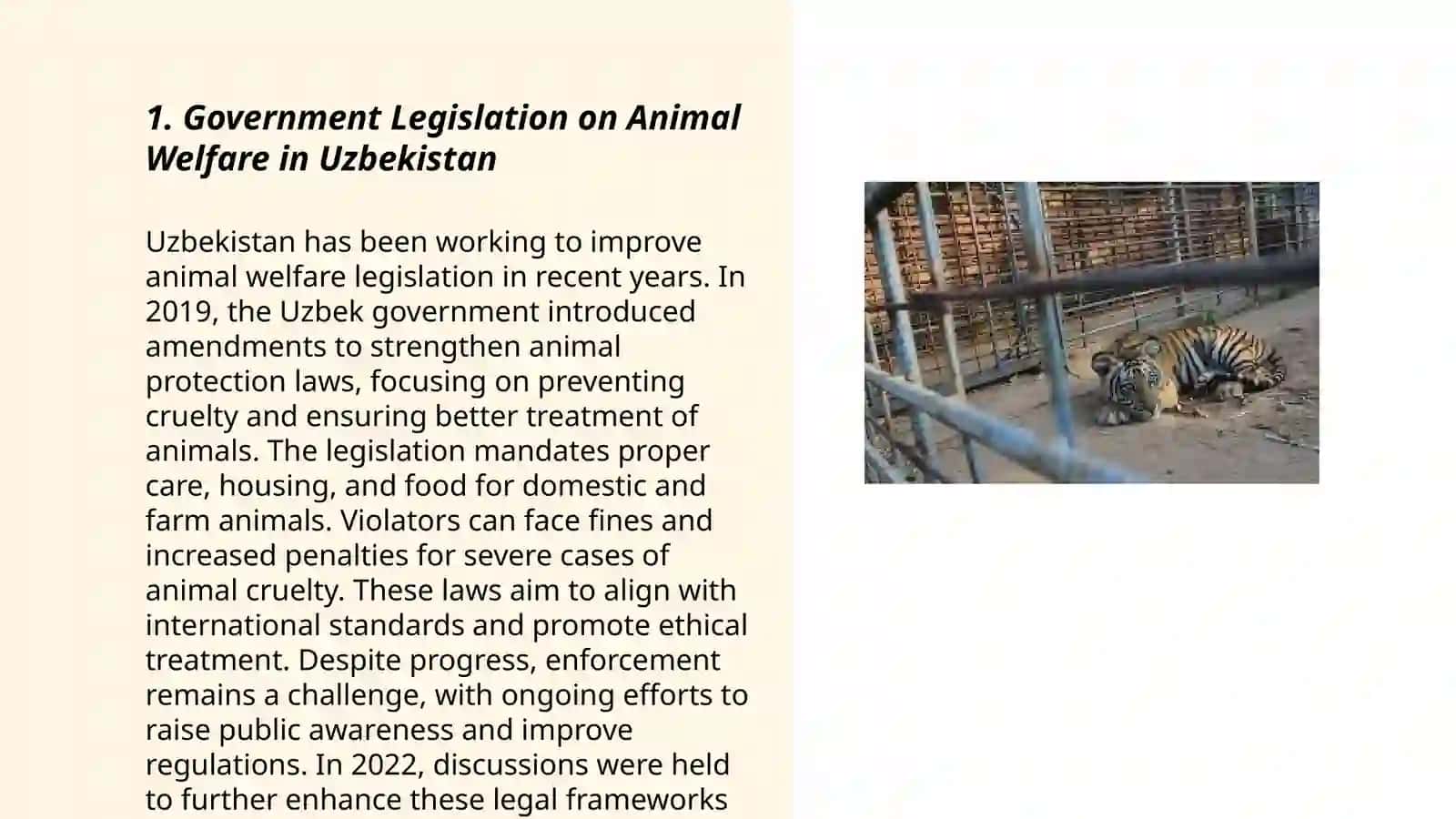 Animal mistreatment in Uzbekistan 3