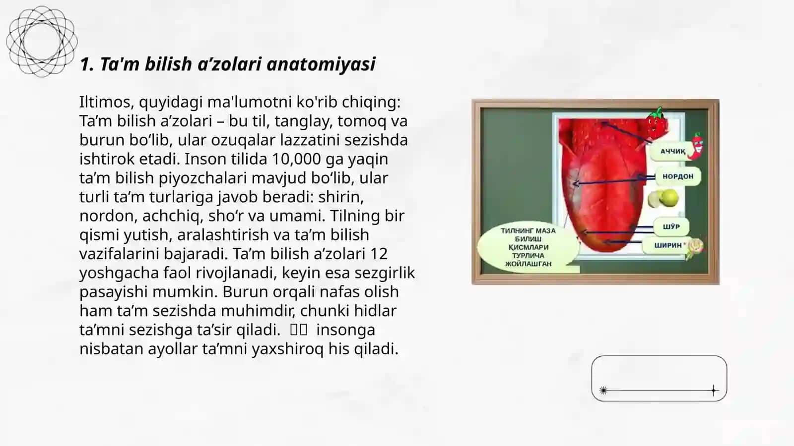 Ta’m bilish va hid bilish a’zolarining funksional anatomiyasi 3