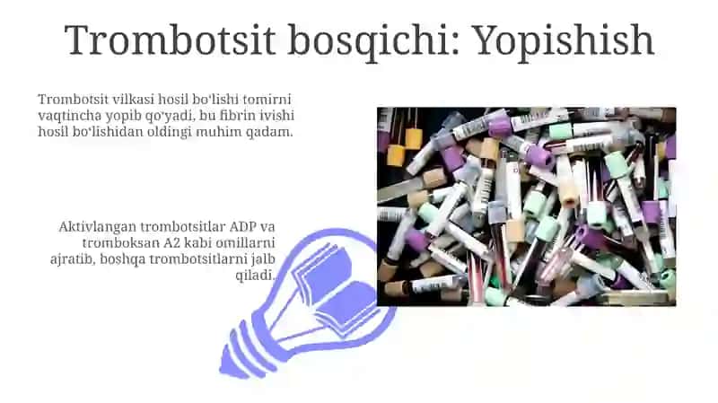 Trombositlar. Qon ivish jarayoni 3