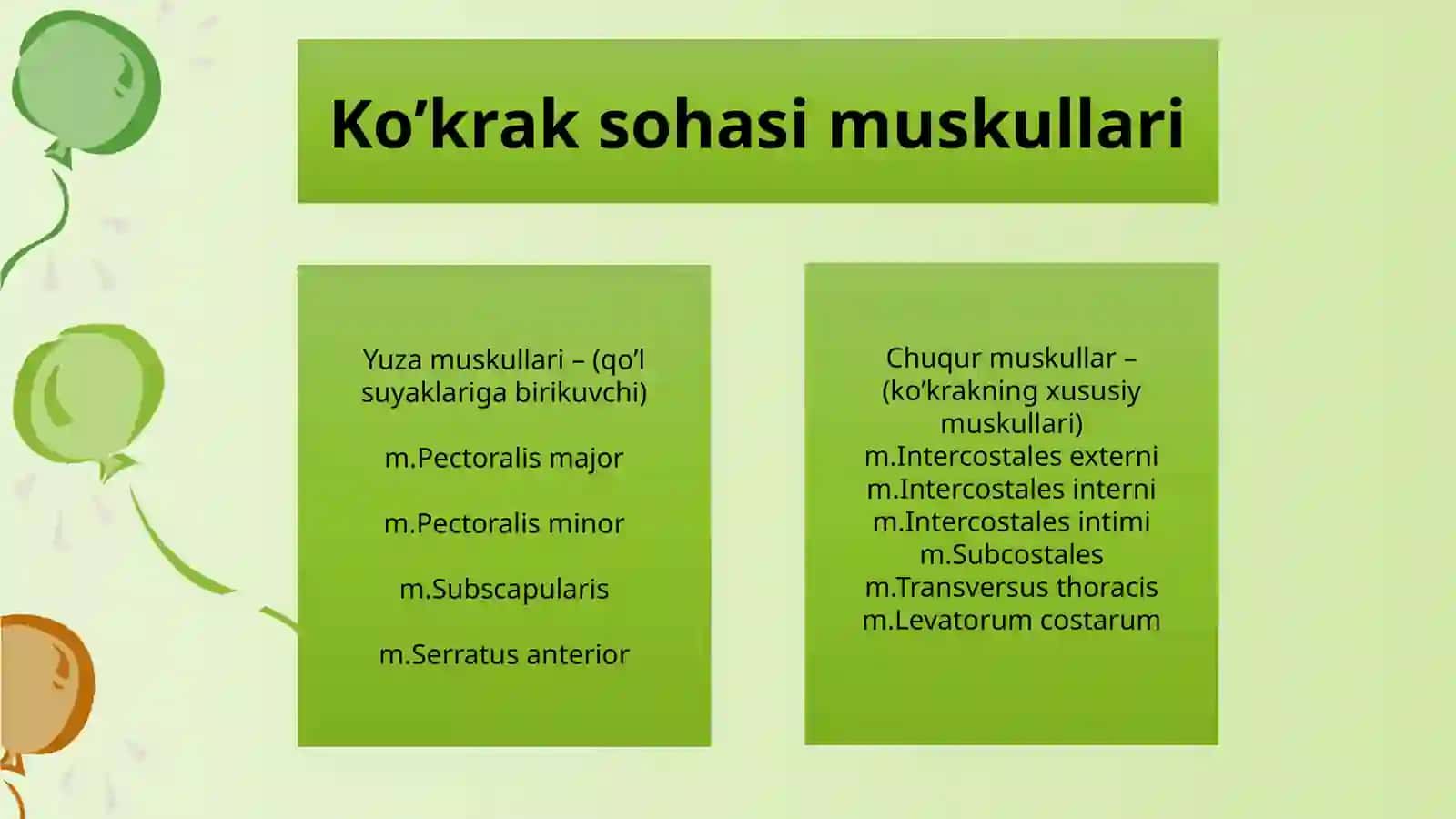 Ko’krak vaqorin mushaklari anatomiyasi 3