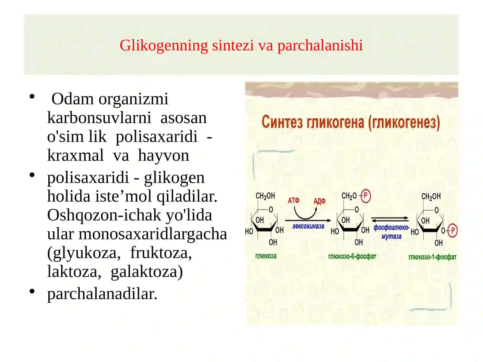 Moddalar almashinuvi: uglevodlar, yog‘va oqsillar metabolizmi 3