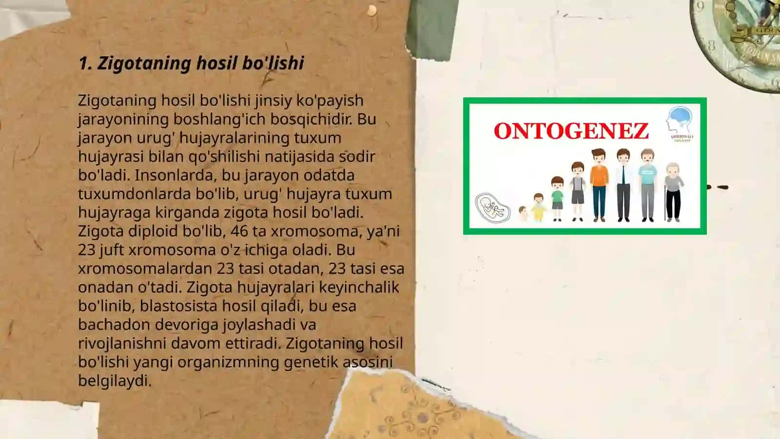 Ontogenezning embrional davri 3