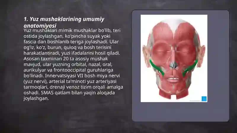 Yuz mushaklari 3