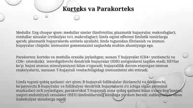 Limfa limfa tugunlari gistomorfologiyasi 3