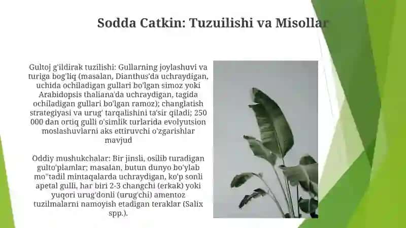 Sodda Catkin: Tuzuilishi va Misollar 3
