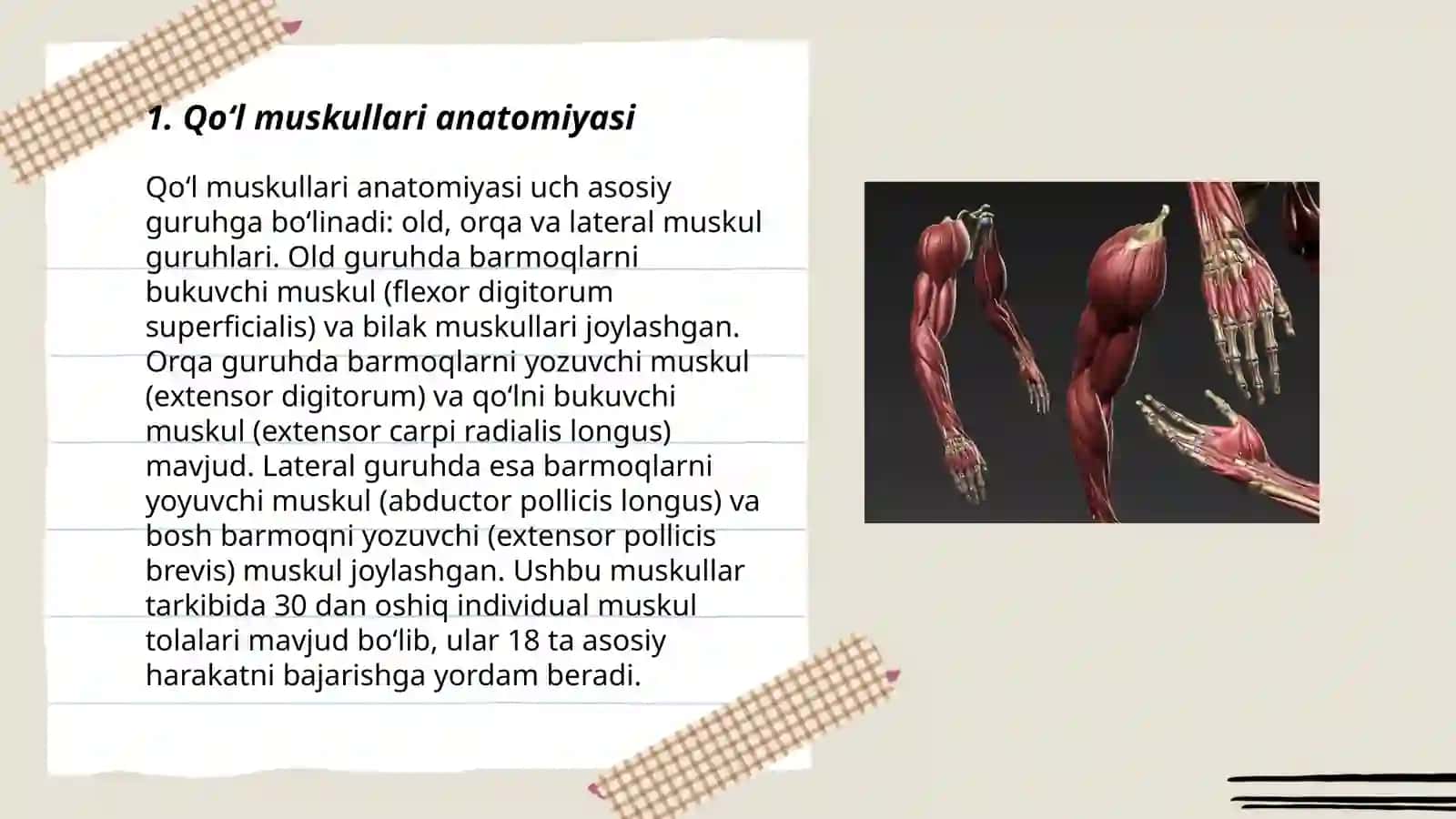 Qoʻl muskullari 3