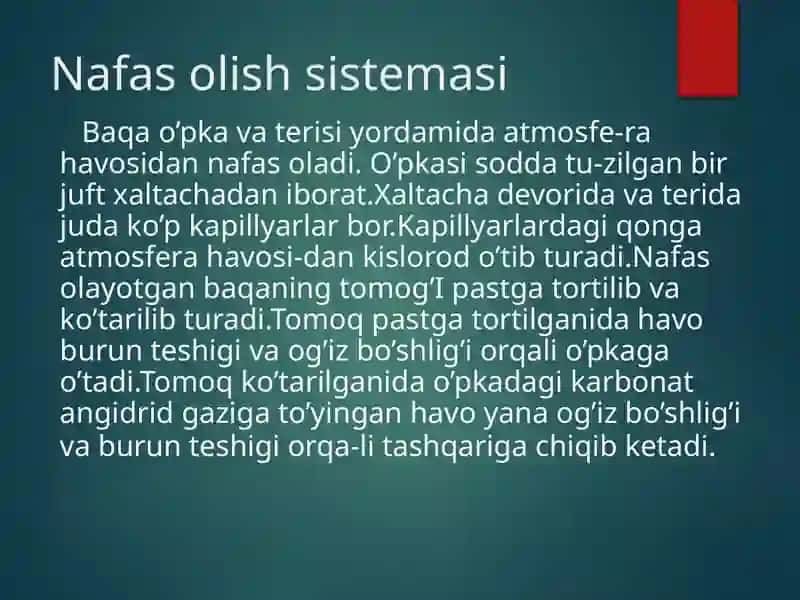 Ko'l baqasining ichki tuzilishi 3