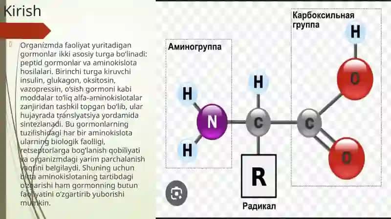 Alfa-aminokislotalar garmonlar tarkibiy qismi sifatida. 3