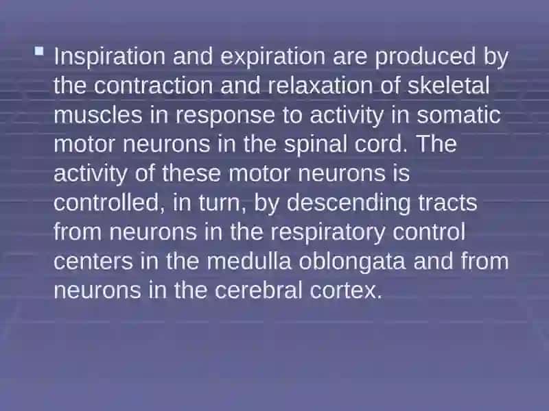 Regulation of breathing 3